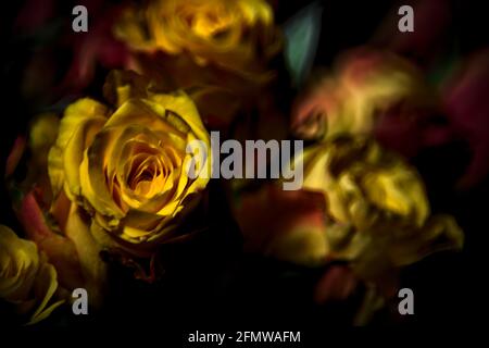 Bouquet von gelben und roten Rosen auf schwarzem Hintergrund Stockfoto