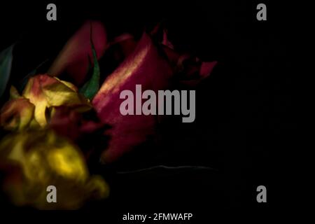 Bouquet von gelben und roten Rosen auf schwarzem Hintergrund Stockfoto