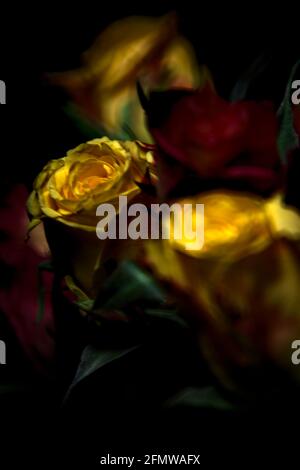 Bouquet von gelben und roten Rosen auf schwarzem Hintergrund Stockfoto