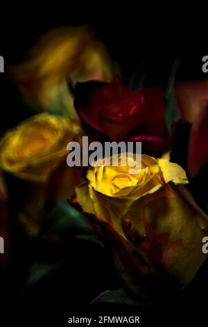 Bouquet von gelben und roten Rosen auf schwarzem Hintergrund Stockfoto