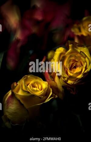Bouquet von gelben und roten Rosen auf schwarzem Hintergrund Stockfoto