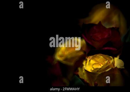 Bouquet von gelben und roten Rosen auf schwarzem Hintergrund Stockfoto