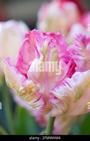 Tulipa. Papagei Tulpenblume. VEREINIGTES KÖNIGREICH Stockfoto