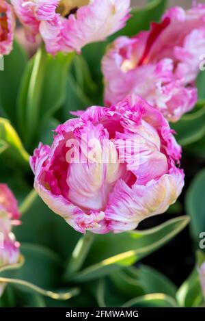 Tulipa. Papagei Tulpenblume. VEREINIGTES KÖNIGREICH Stockfoto