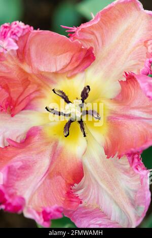 Tulipa. Papagei Tulpenblume. VEREINIGTES KÖNIGREICH Stockfoto