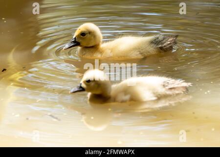 Zwei Babyenten schwimmen im Amazonas in Peru Stockfoto