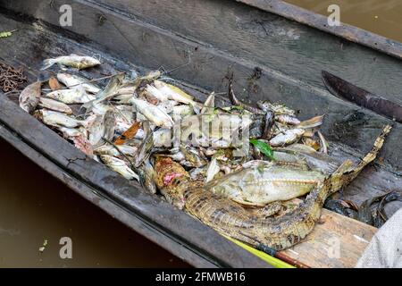 Wildgefangener Fisch und Alligator aus der Hafenstadt Pevis Im peruanischen Amazonas Stockfoto