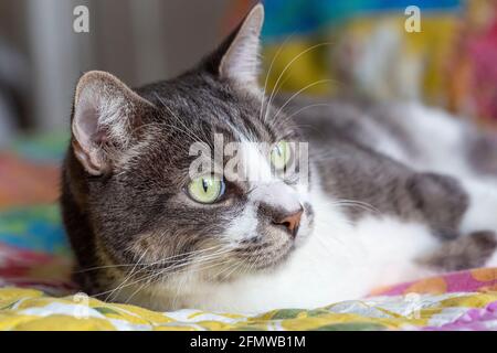 Hauskatze Kurzhaar, gestreifte grau-weiß gestromte Katze. Stockfoto