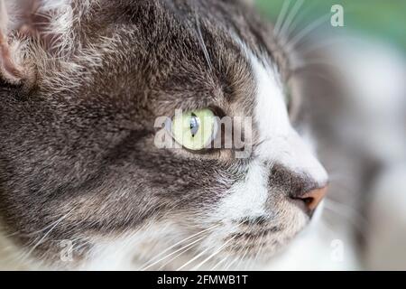 Nahaufnahme eines Domestic Kurzhaar, gestreifte grau-weiß gestromte Katze. Stockfoto