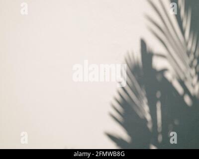 Die Palme hinterlässt Schatten auf dem Hintergrund der Zementwand Stockfoto