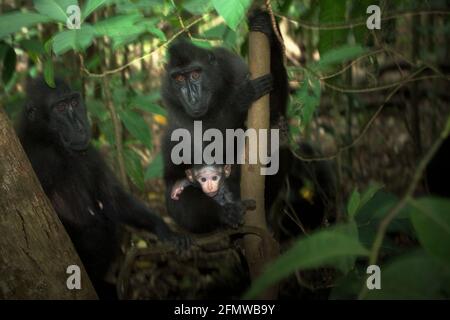 Der Crested Macaque von Fels; Erwachsene Frauen, die während der Entwöhnung ein Baby betreuen, was etwa 7 Monate dauert - von 5 Monaten bis 1 Jahr. Stockfoto