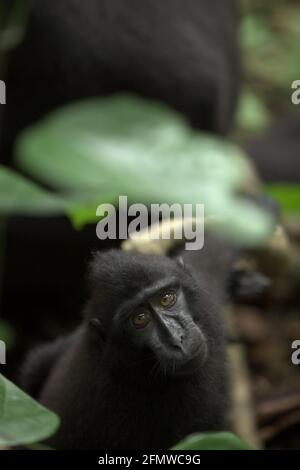 Ein makakauer Jugendlicher (Macaca nigra) blickt auf seltsame Weise in das Kameraobjektiv, während er in Tangkoko, Nord-Sulawesi, Indonesien, auf einem Waldgrund sitzt. Ruhen ist eine der fünf Klassen makakanischer Aktivität, die Timothy O'Brien und Margaret Kinnaird in einem erstmals im International Journal of Primatology im Januar 1997 veröffentlichten Forschungspapier identifiziert haben. In der Ruhepause sitzt oder liegt ein Makake, „aber nicht mit sozialen Aktivitäten, einschließlich Autogrooming, beschäftigt ist“. Der endemische Primat Sulawesi ruht zu 19,5 Prozent seiner Zeit. Stockfoto