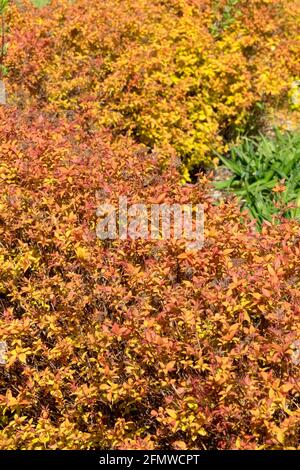 Spiraea japonica „Goldflame“, japanischer Spirea, japanischer Meadowsweet, Maybush, Laub, Hedge Spiraea Stockfoto