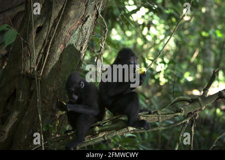 Junge Sulawesi-Makaken (Macaca nigra), die Früchte essen, während sie auf einem Zweig eines Baumes in ihrem natürlichen Lebensraum im Tangkoko-Wald, Nord-Sulawesi, Indonesien, sitzen. Stockfoto