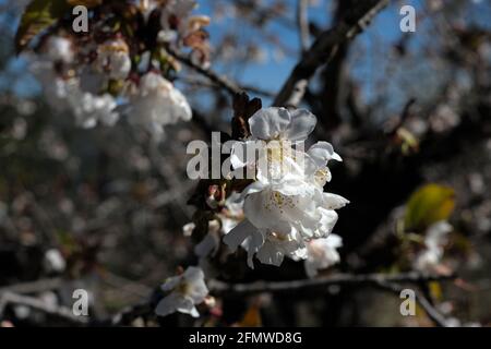 Die Kirsche blüht, wenn der Frühling kommt Stockfoto