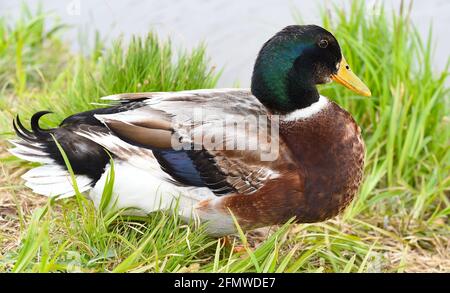 Mallardische männliche Ente, die in der Nähe eines Teiches ruht Stockfoto