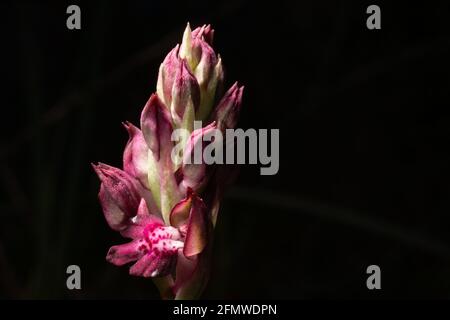 Lila Blüten von Orchis coriophora ssp. Fragrans, der duftenden oder Insektenorchidee, blühend im Frühjahr auf Mallorca, schwarzer Hintergrund Stockfoto