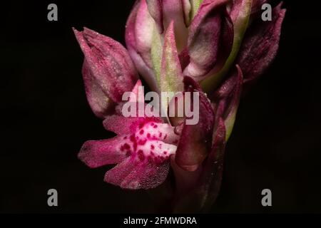 Nahaufnahme der purpurnen Blüten von Orchis coriophora ssp. Fragrans, der duftenden oder Insektenorchidee, blühend im Frühjahr auf Mallorca, schwarzer Hintergrund Stockfoto