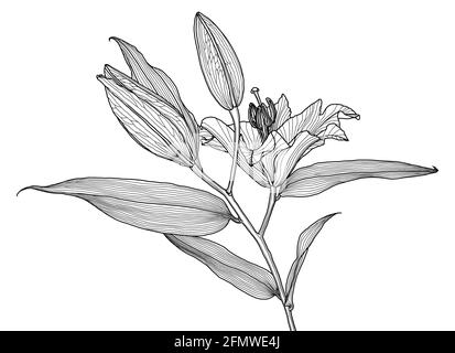 Realistische lineare Zeichnung von Lilie Blume mit Blättern und Knospen, schwarze Grafiken auf weißem Hintergrund, moderne digitale Kunst. Element für Design. Stock Vektor