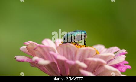Cetonia aurata sammelt Pollen aus einer rosa Blume, Makroaufnahme auf grünem Hintergrund. Stockfoto