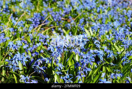 Erste Frühlingszwiebel Blumen Schönheit. Wunderschöne Bluebells, himmelblaue scilla siberica, sibirische Tintenblumenblüten blühen reichlich im Garten. Stockfoto