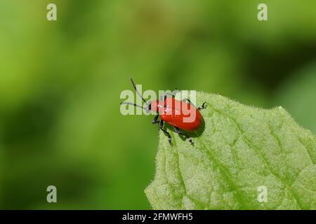 Scharlachrote Lilienkäfer (Lilioceris lilii). Stamm Criocerini. Unterfamilie Criocerinae. Familie Chrysomelidae. Isoliert auf einem Blatt. Holländischer Garten, Frühling, Mai, Stockfoto