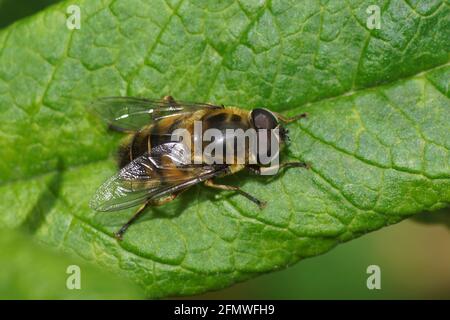Männlicher Batman hoverfly Myathropa florea. Der Familie Syrphidae auf einem Blatt Buddleja davidii im Frühling in einem niederländischen Garten. Niederlande, Mai Stockfoto