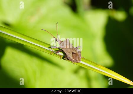 Dock Bug (Coreus marginatus) der Familie Coreidae auf einem Blatt eines Krokus. Holländischer Garten. Frühling, Mai, Niederlande. Stockfoto