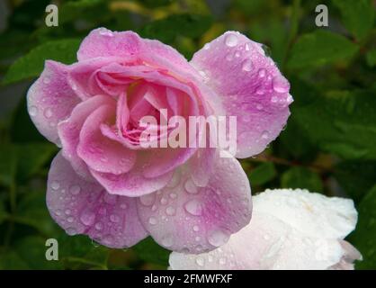 Rosa Eisbergsrosen blühen in einem Melbourne Garten, Herbst 2021 Stockfoto
