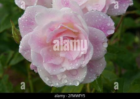 Rosa Eisbergsrosen blühen in einem Melbourne Garten, Herbst 2021 Stockfoto