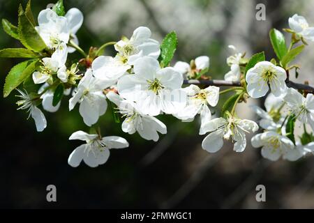 Eine Nahaufnahme einer wunderschönen weißen Kirschbaumblüte. Zarte, kleine weiße Kirschblüten mit kleinen grünen Blättern eines Kirschbaums im Frühjahr. Stockfoto