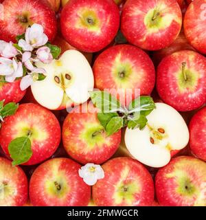 Äpfel Früchte rote Apfelfrüchte Hintergrund Quadrat mit Blättern und Blüht Nahrung auf Stockfoto