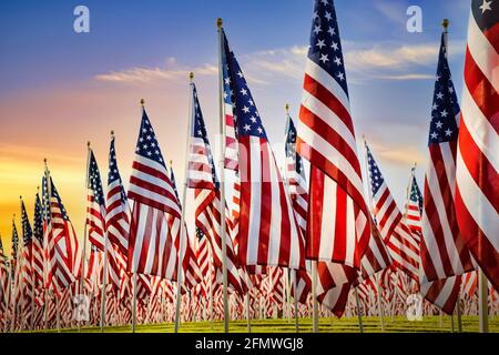 Amerikanische Flaggen, die im grünen Feld gegen den schönen Morgenhimmel stehen. Veterans Day-Anzeige. Stockfoto