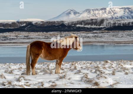 Islandpferde. Das isländische Pferd ist eine in Island geschaffene Pferderasse Stockfoto