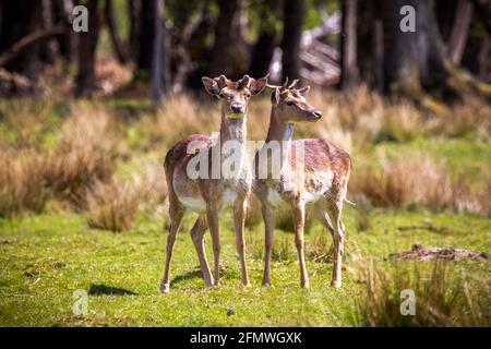 Wild Roe Deer im New Forest, Hampshire Stockfoto