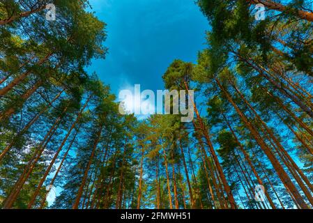 Niedriger Winkel Ansicht von hohen Kiefern Wald in Zlatibor Region, Serbien Stockfoto