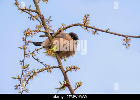 Weibliche Bullfinch-Pyrrhula-Pyrrhula-Fütterung. Stockfoto