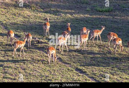 Lange Schatten und Antilopen grasen auf dem Feld Stockfoto