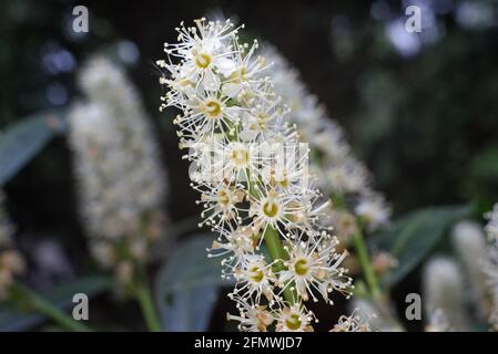 Prunus laurocerasus - Nahaufnahme einer Kirschbaumblüte Im Frühling Stockfoto