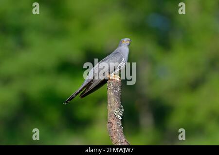 Kuckuck - Cuculus canorus Stockfoto