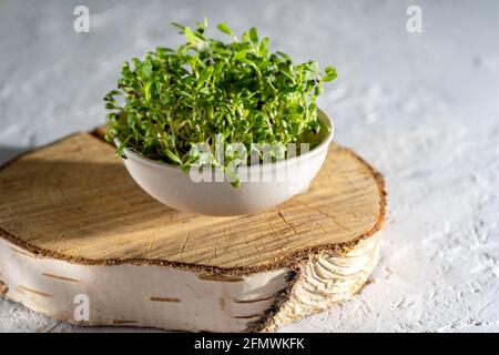 Luzerne sprießt in einer weißen Schüssel. Wachsen Sie für Lebensmittel mikrogrün. Gesunde Vitaminnahrung. Alfalfa-Samen keimen. Anbauen von Micro Greens zu Hause. Blatt und Triebe einer grünen Pflanze. Speicherplatz kopieren. Stockfoto