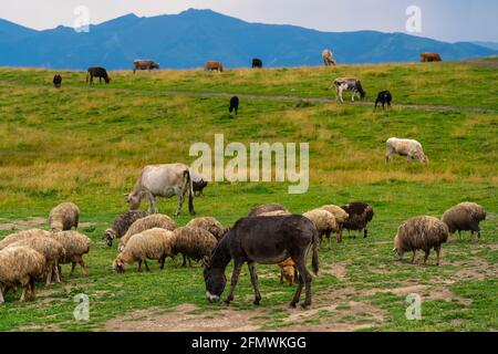 Eine Eselherde, die auf einer grünen Wiese spazierengeht Stockfoto