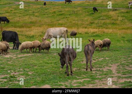 Eine Eselherde, die auf einer grünen Wiese spazierengeht Stockfoto
