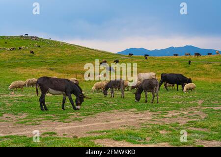 Eine Eselherde, die auf einer grünen Wiese spazierengeht Stockfoto