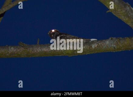 Europäischer Nachtschwalbe - Caprimulgus europaeus - männlich Stockfoto