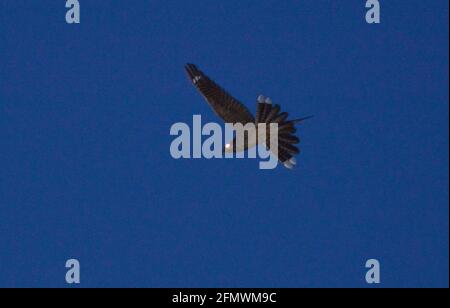 Europäischer Nachtschwalbe - Caprimulgus europaeus - männlich Stockfoto