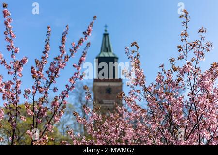 Kirschblüten im Frühling mit dem Turm der Turku-Kathedrale im Hintergrund in Turku, Finnland. Stockfoto