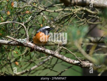 Rottanz - Phoenicurus phoenicurus - männlich Stockfoto