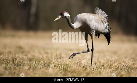 Gewöhnlicher Kran nähert sich auf dem Feld im Herbst Natur Stockfoto