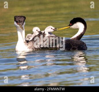 Santa Clara, USA. Mai 2021. Westliche Habichtreiher füttern ihre Babys im Calero County Park in Santa Clara in der San Francisco Bay Area, USA, 11. Mai 2021. Quelle: Dong Xudong/Xinhua/Alamy Live News Stockfoto